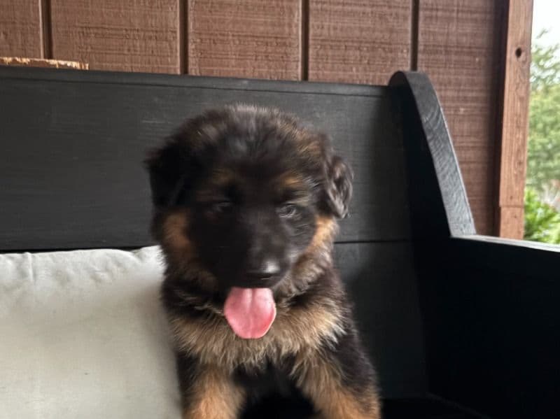 German Shepherd 4 months old female small named Lucy for sale in Ware County, Georgia | Petmeetly