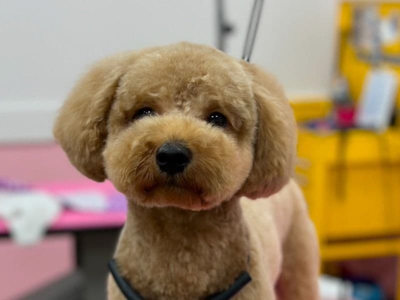 Franklin  - Toy Poodle success story