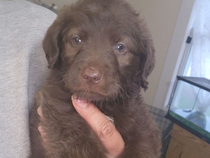 Double doodle 5 months old female medium named Brownie for sale in South Central Connecticut Planning Region, Connecticut | Petmeetly