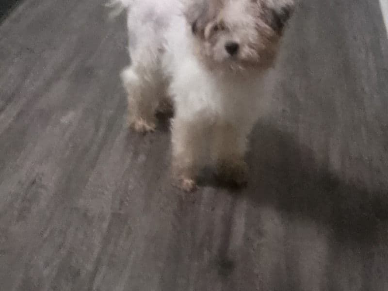 Buttercup primary photo