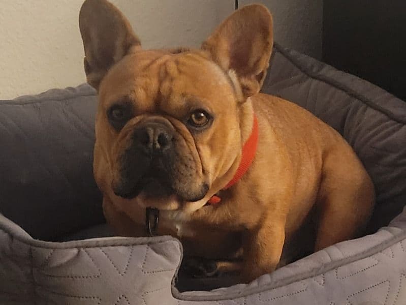 Peanut primary photo