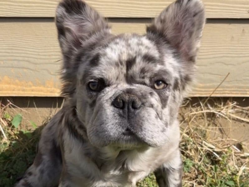 Koala Bear primary photo