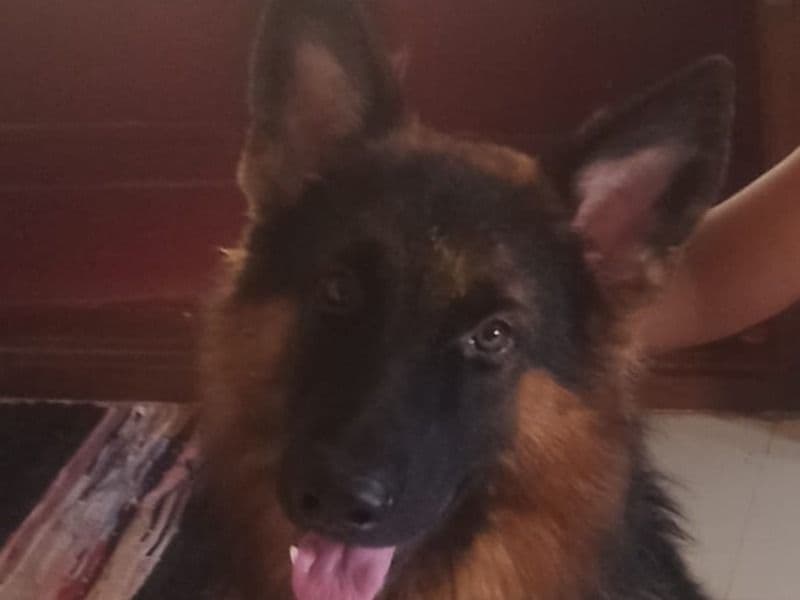 Leo primary photo