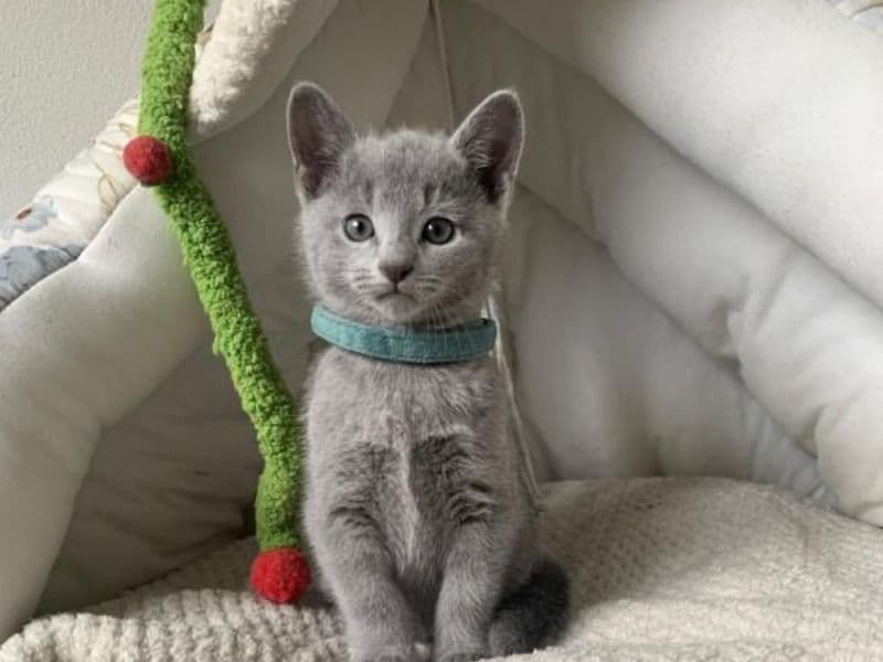 Russian Blue 3 months old male named Teddy for sale in Los Angeles County, California | Petmeetly