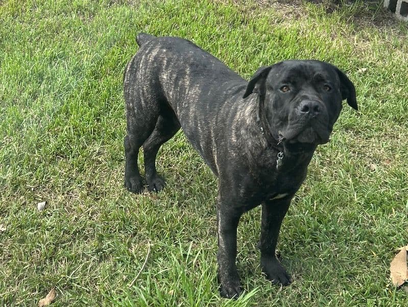 Hank primary photo