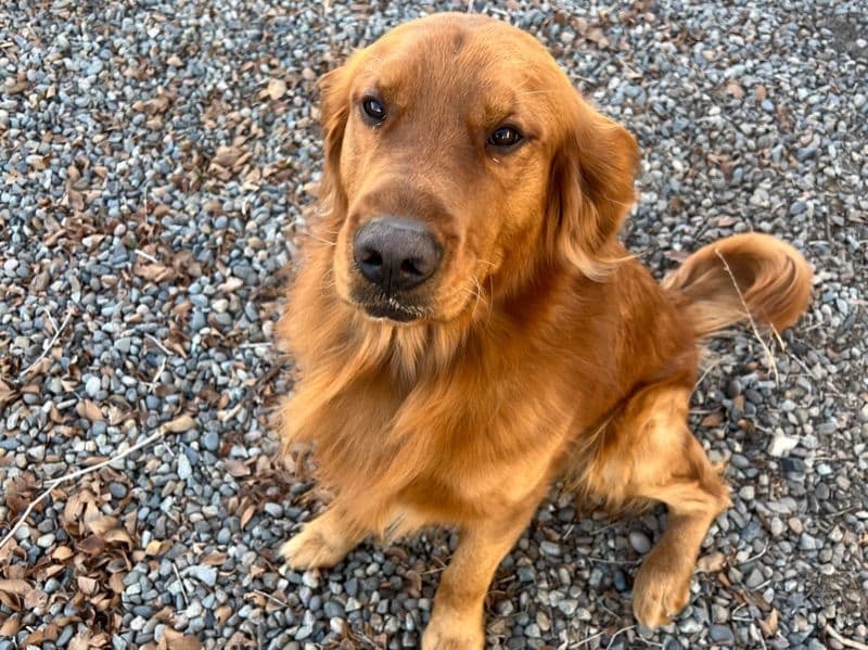 Golden Retriever 4 years 10 months old male large named Fergus for breeding in Mesa County, Colorado | Petmeetly