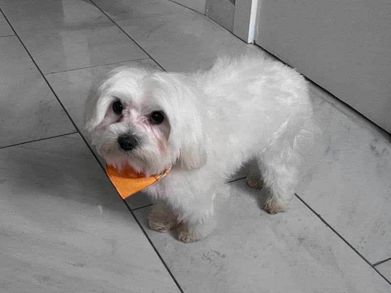 Coco primary photo