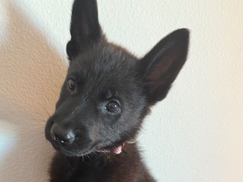 Luna primary photo