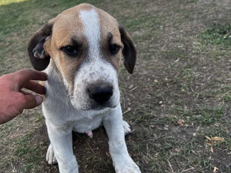 Puppies primary photo