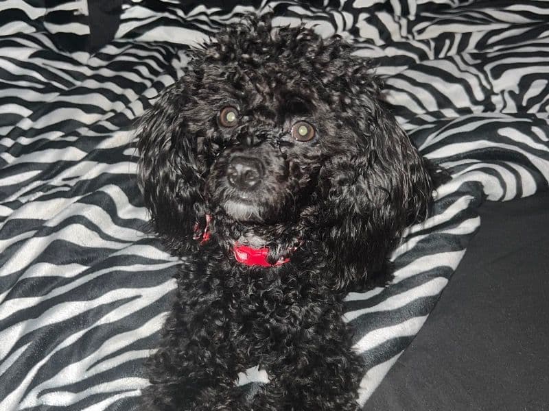 Maximus primary photo