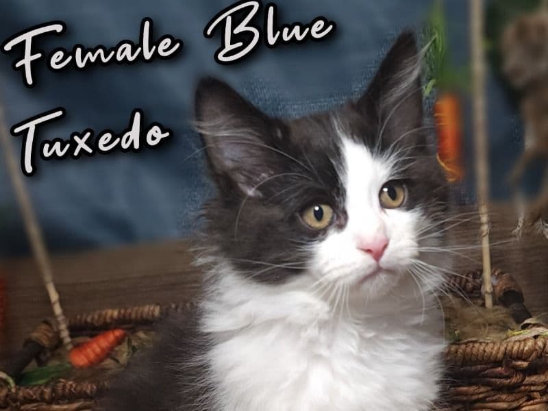 Siberian Kitten 9weeks primary photo