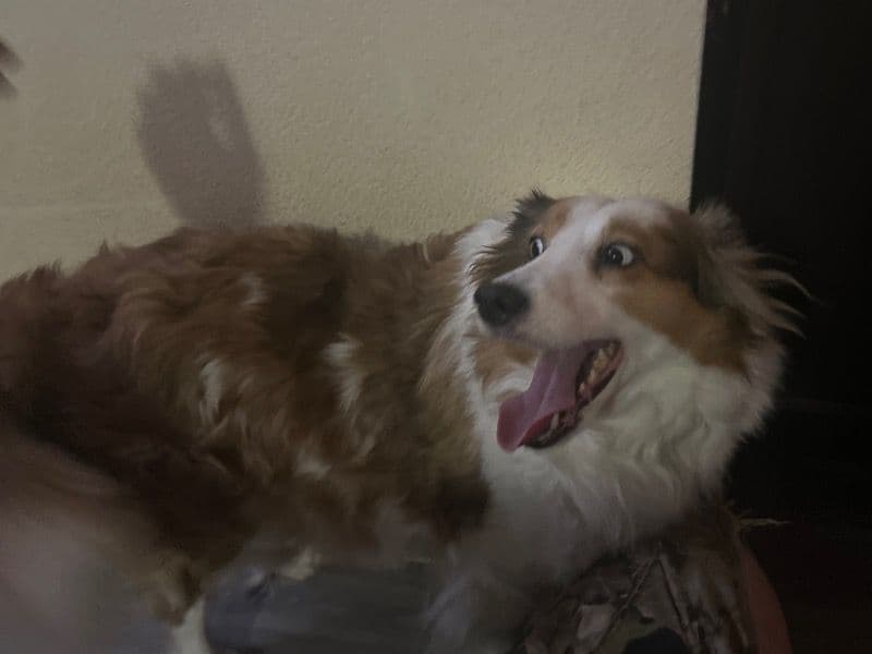 Sadie primary photo
