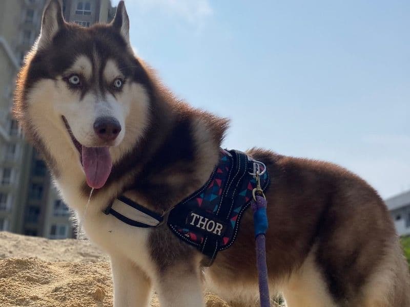 Thor primary photo