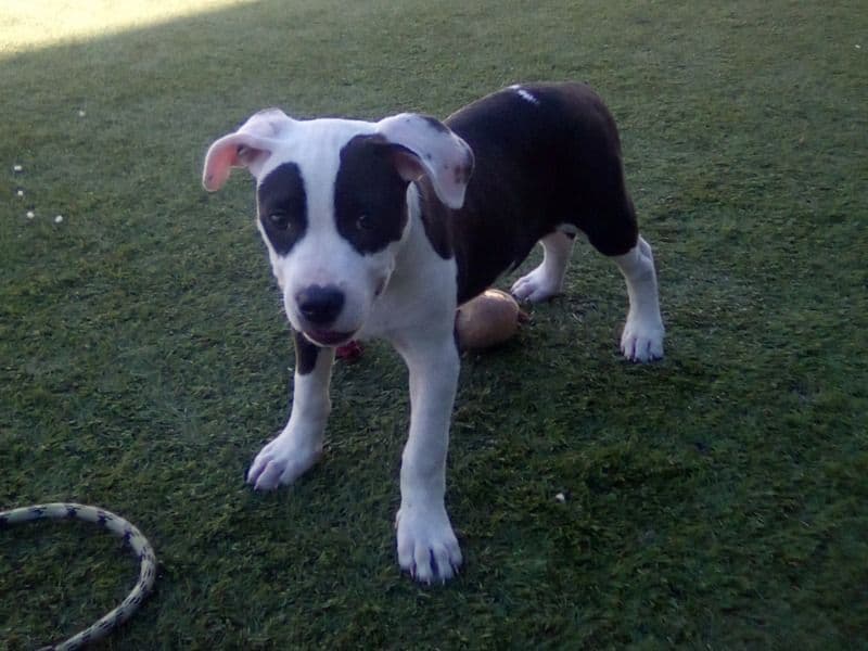 Zoey primary photo