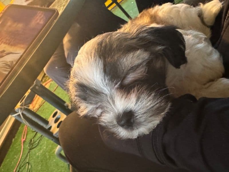 Bella primary photo