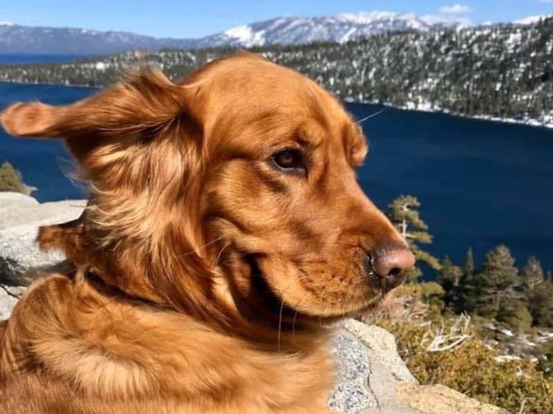 Golden Retriever 6 years old male large named Hank for breeding in San Diego County, California | Petmeetly