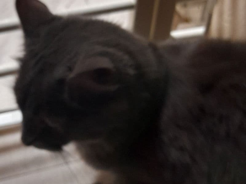 Russian Blue 10 months old female named Noel for sale in Toronto, Ontario | Petmeetly