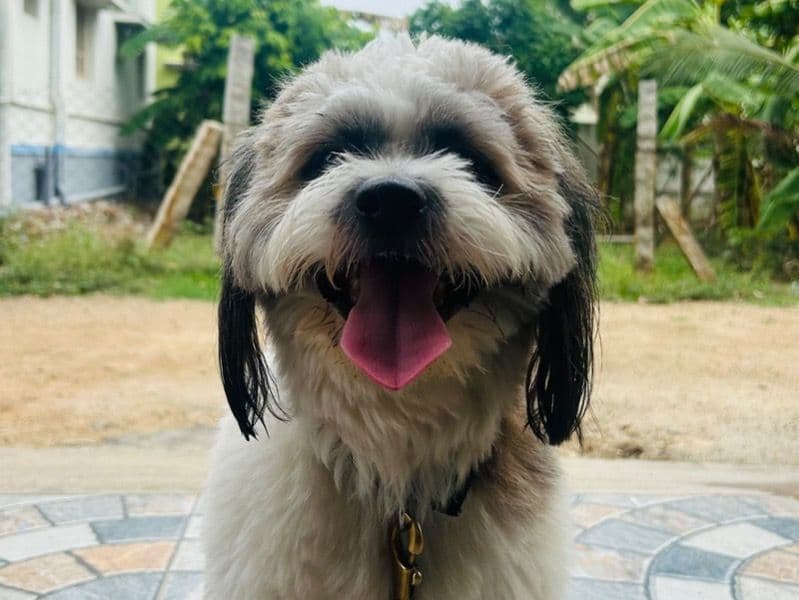 Oreo primary photo