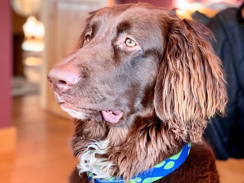 Bridger - Labrador Retriever success story