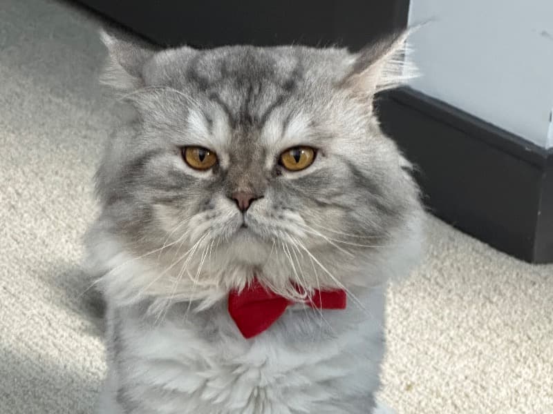 Smokey primary photo