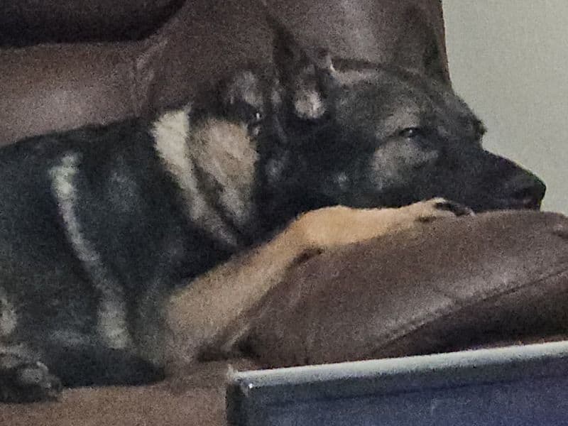 Black German Shepherd 3 years 4 months old male large named Koda for breeding in Lackawanna County, Pennsylvania | Petmeetly