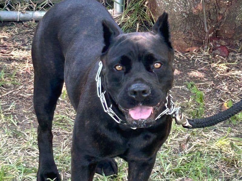 Xena primary photo