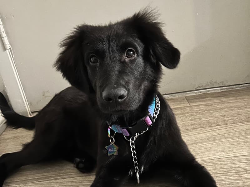 German Shepherd 3 years 4 months old female large named Venus for breeding in Lee County, Florida | Petmeetly