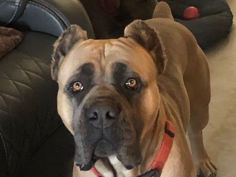 King Kane primary photo