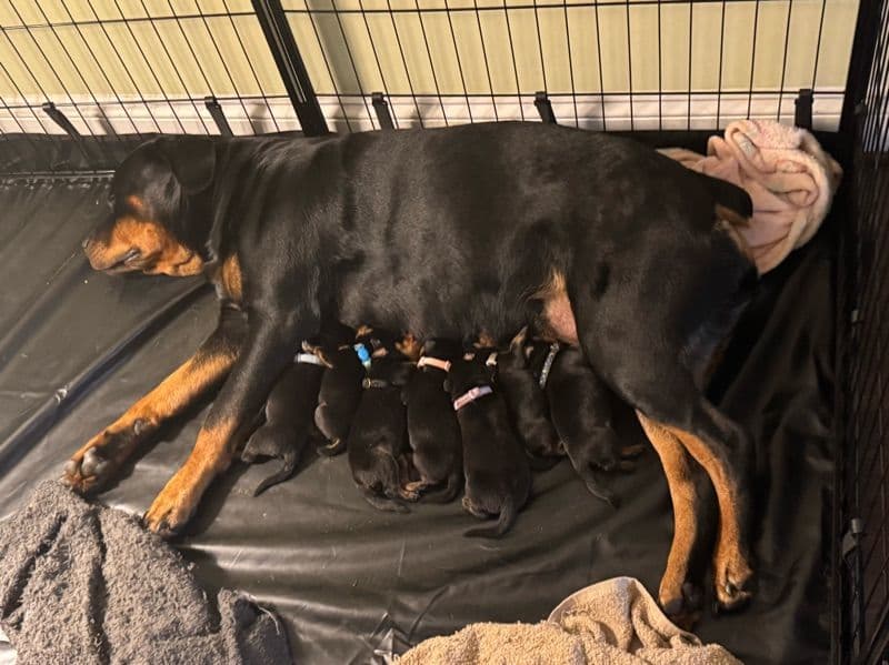Rottweiler 3 months old male large named Puppies for sale in Fauquier County, Virginia | Petmeetly