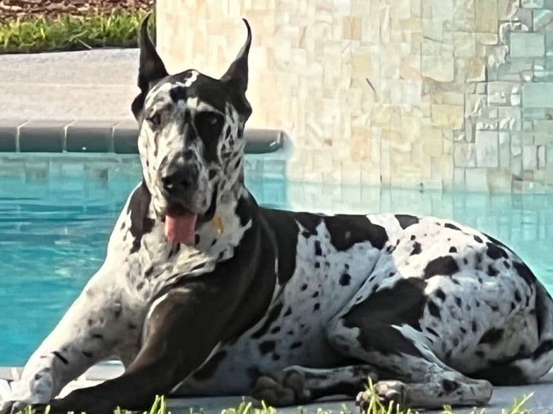 Harley primary photo
