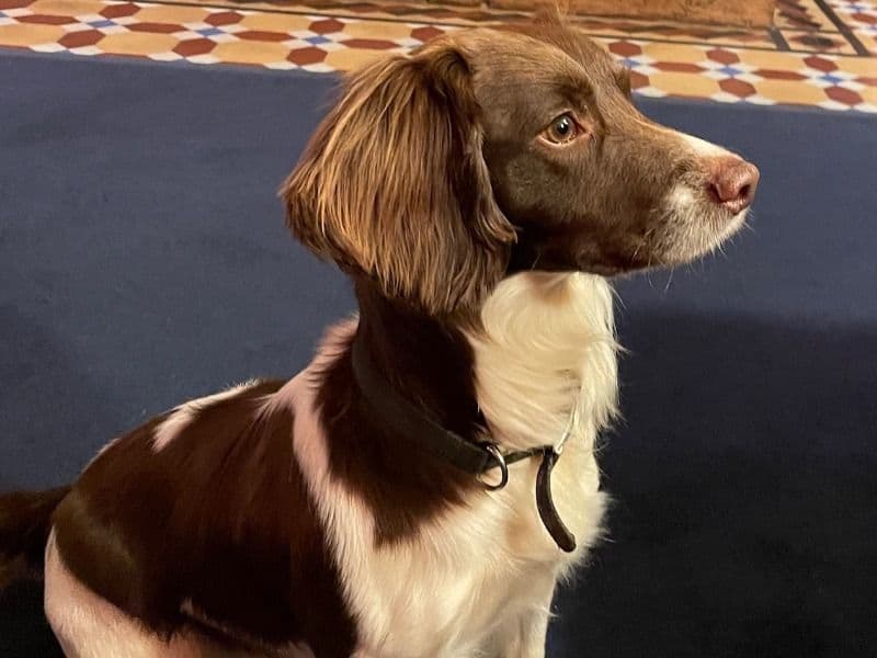 Pip primary photo