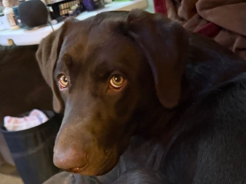 Cocoa primary photo