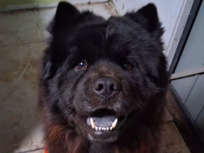 Chow Chow 4 years 2 months old male large named Little Bear for breeding in Palm Beach County, Florida | Petmeetly