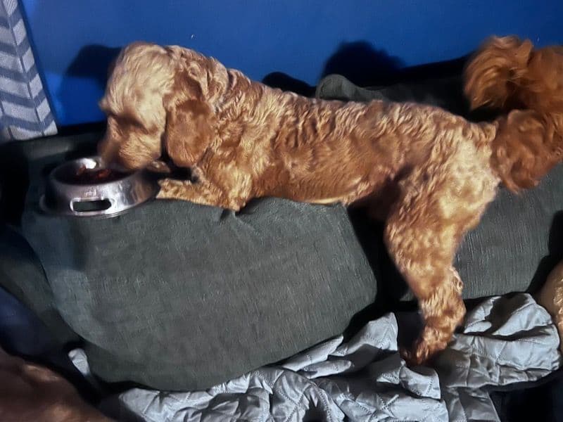 Milo primary photo