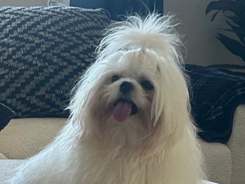 Leo primary photo