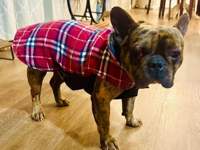 Bruno primary photo