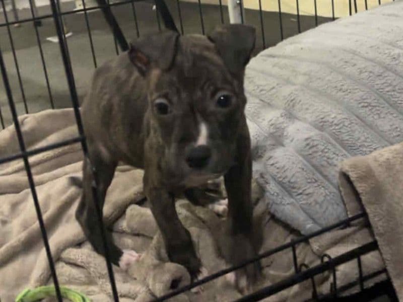 American Staffordshire Terrier 4 months old female small named Litter for sale in Newcastle City Council, New South Wales | Petmeetly
