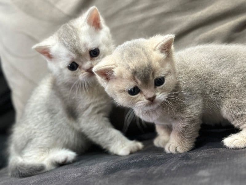 Scottish Fold 2 months old male named Scootish Fold & Straight Kittens For Sale for sale in Kings County, New York | Petmeetly