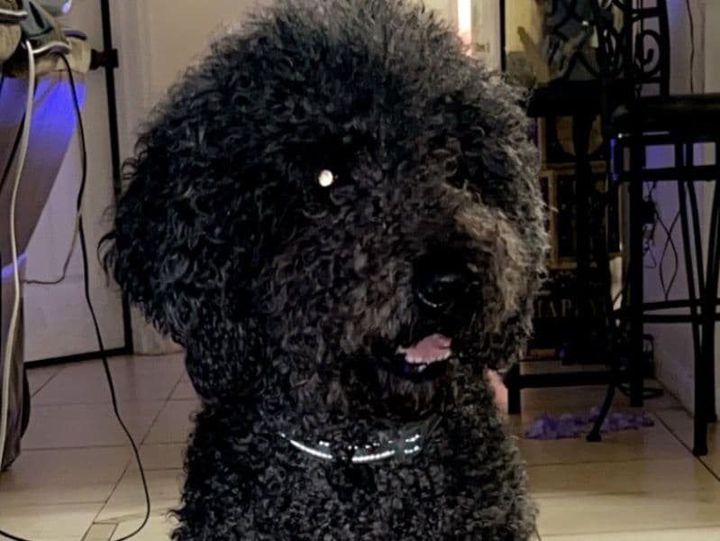 Bear primary photo
