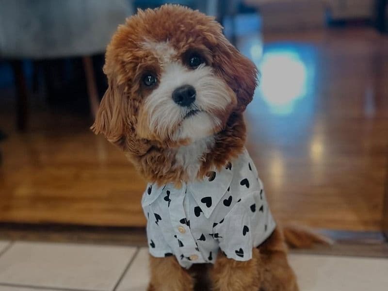 Cavoodle primary photo