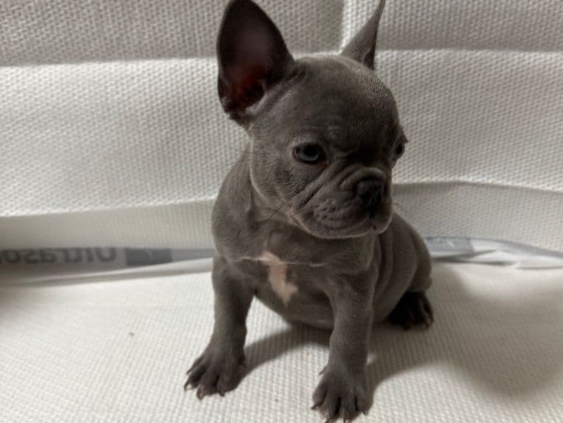 French Bulldog 6 months old female small named Missy for sale in San Diego County, California | Petmeetly