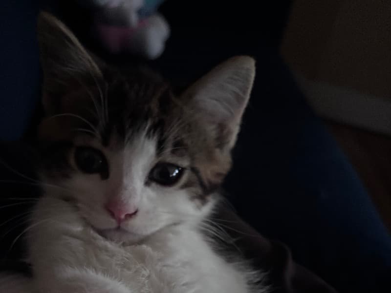 Calico 2 months old male named Ody for sale in Santa Cruz County, California | Petmeetly