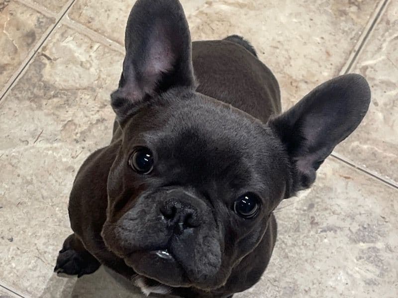 French Bulldog 2 years old male small named Rowdy for breeding in Riverside County, California | Petmeetly