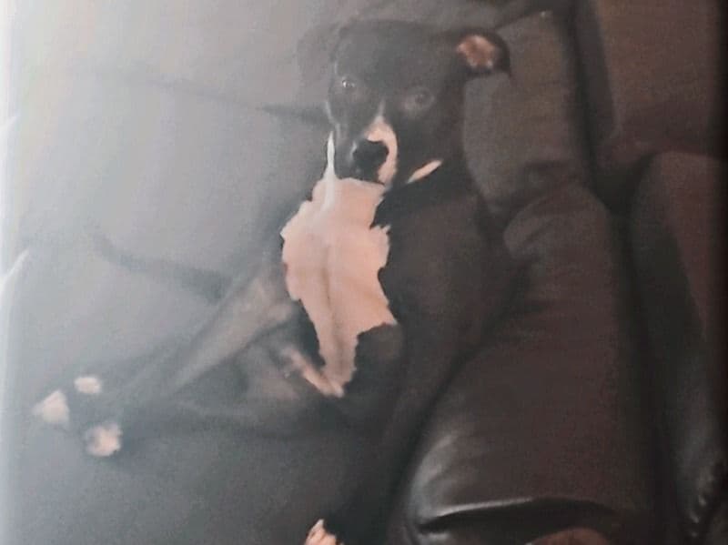 Cash ( Oreo ) primary photo