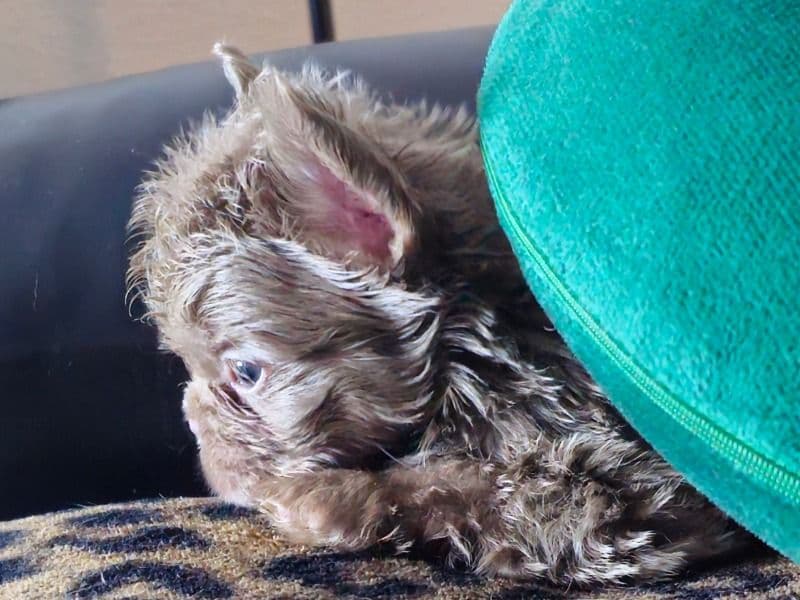 French Bulldog 5 months old female small named Muffin for sale in Brazoria County, Texas | Petmeetly