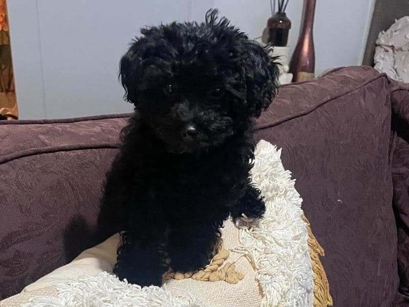 Poodle 1 year 2 months old female small named Lilia for sale in City of Monash, Victoria | Petmeetly