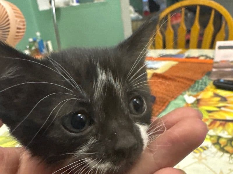 Oreo primary photo