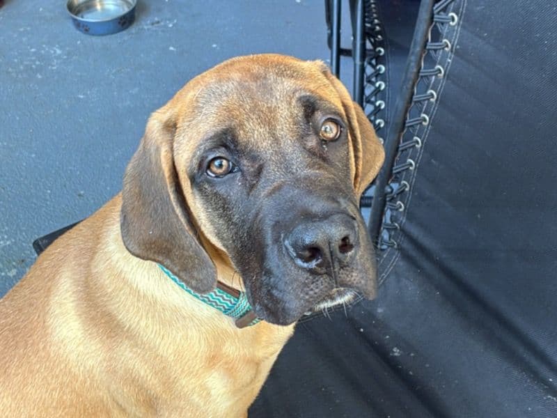 English Mastiff 4 months old male large named Bruno for adoption in Miami-Dade County, Florida | Petmeetly