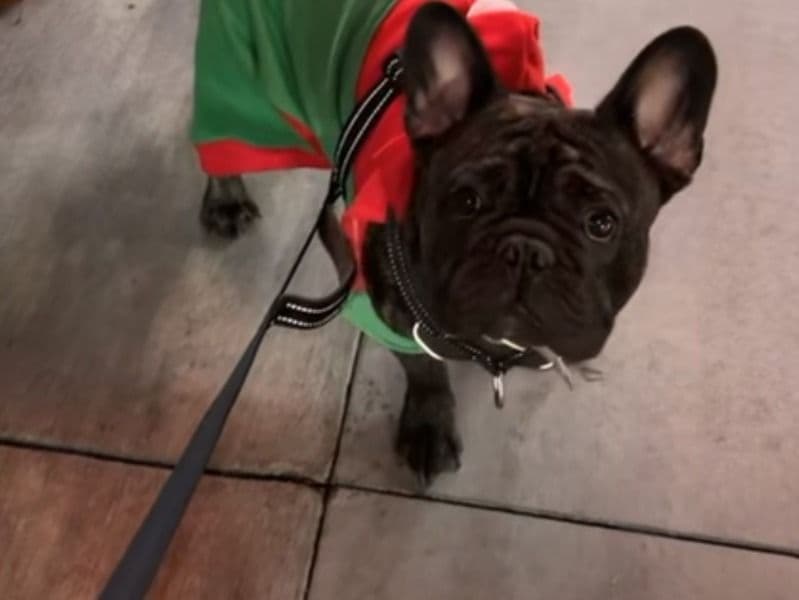 Benji primary photo