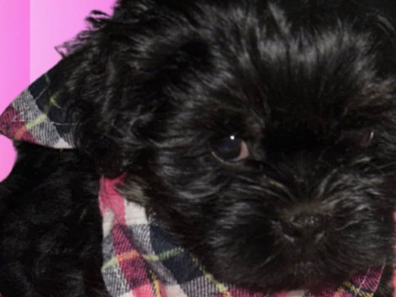 Sadie primary photo